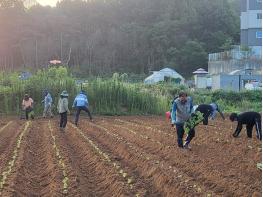 파주시 운정4동 실버경찰대, 취약계층 나눔 실천 위한 들깨 심기 기사 이미지