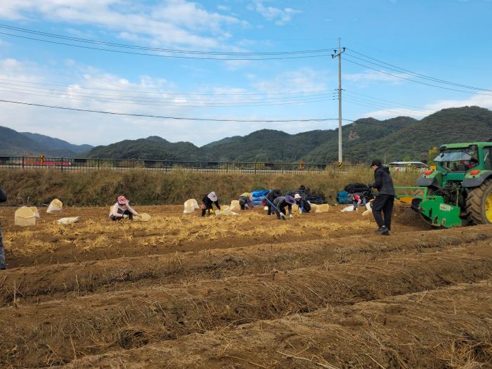 믿고 먹는 6년근 인삼…‘제21회 파주개성인삼축제’준비 총력 기사 이미지